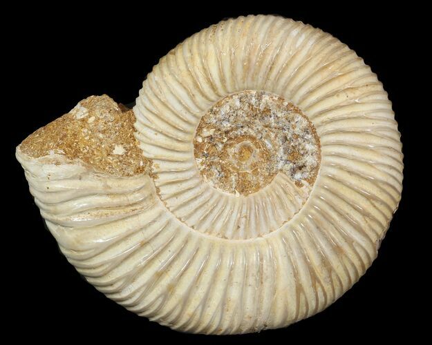 Perisphinctes Ammonite - Jurassic #46899